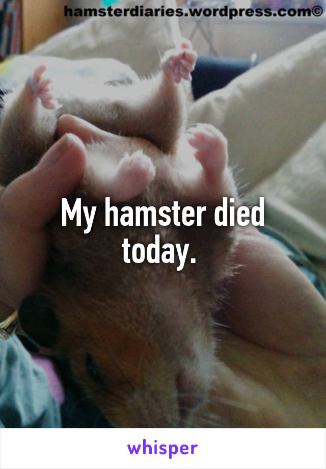 My hamster died today. 