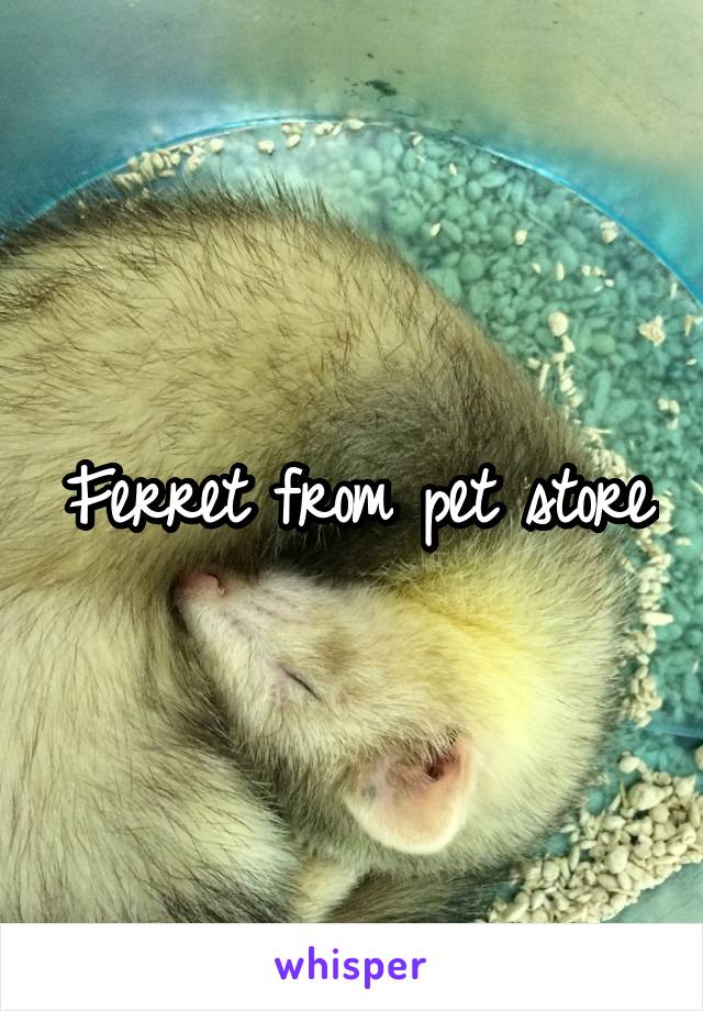 Ferret from pet store