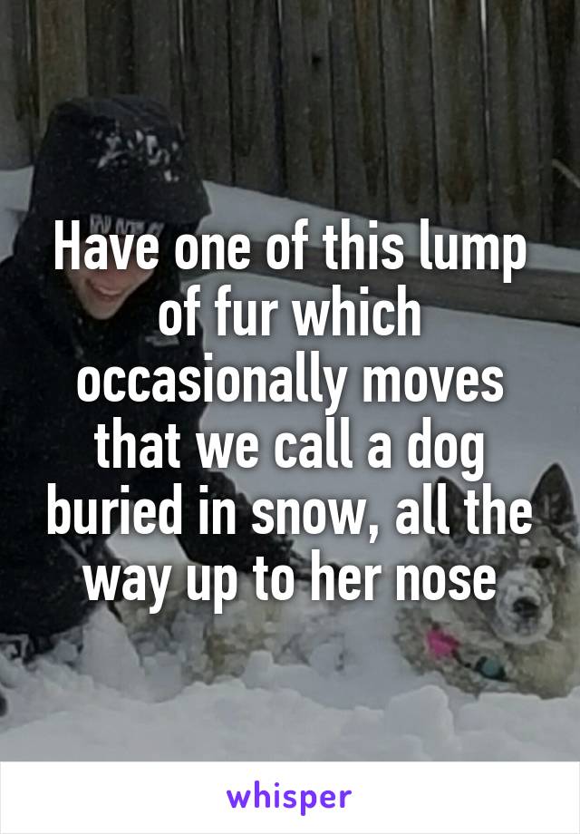 Have one of this lump of fur which occasionally moves that we call a dog buried in snow, all the way up to her nose