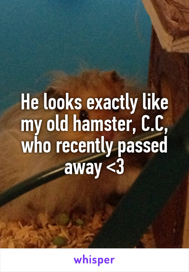 He looks exactly like my old hamster, C.C, who recently passed away <3