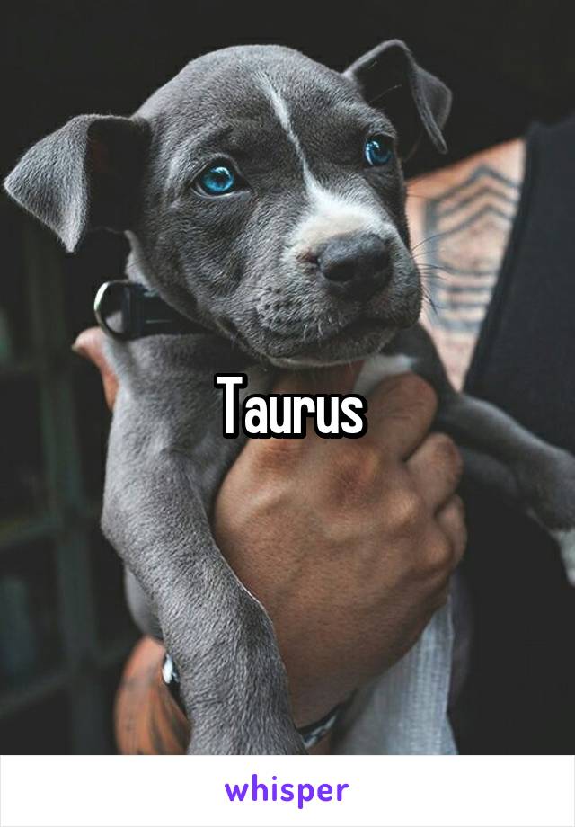 Taurus