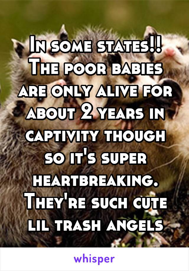 In some states!! The poor babies are only alive for about 2 years in captivity though so it's super heartbreaking. They're such cute lil trash angels