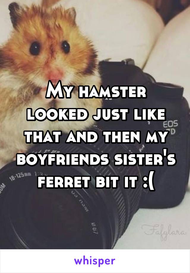 My hamster looked just like that and then my boyfriends sister's ferret bit it :(