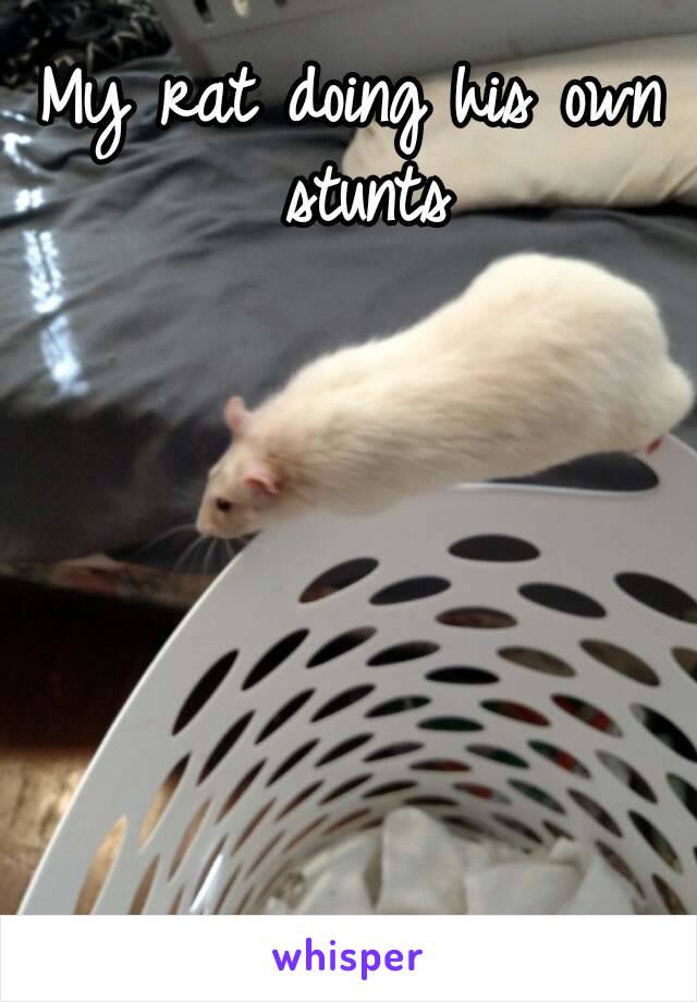 My rat doing his own stunts