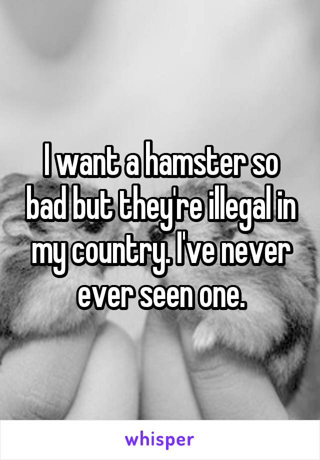 I want a hamster so bad but they're illegal in my country. I've never ever seen one.