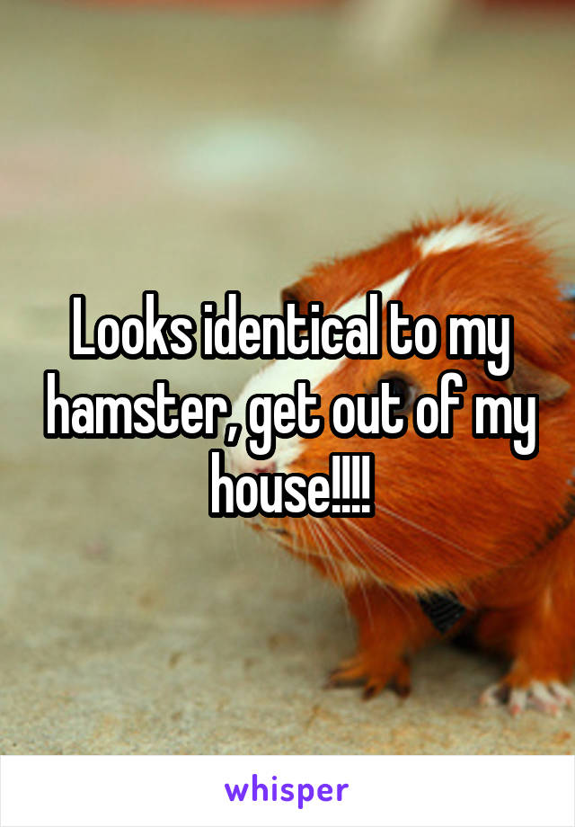 Looks identical to my hamster, get out of my house!!!!