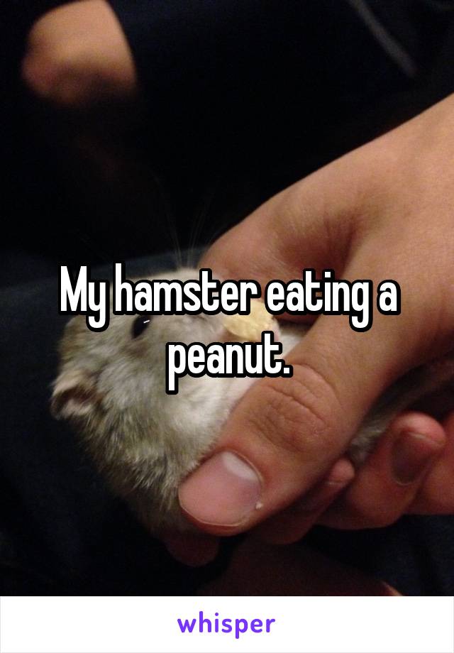 My hamster eating a peanut.