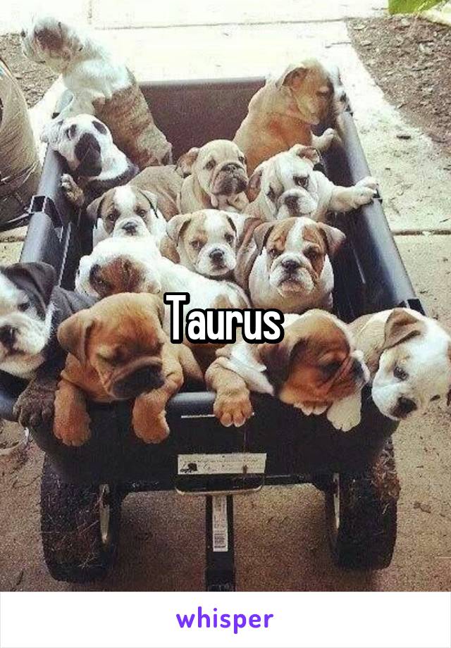 Taurus 