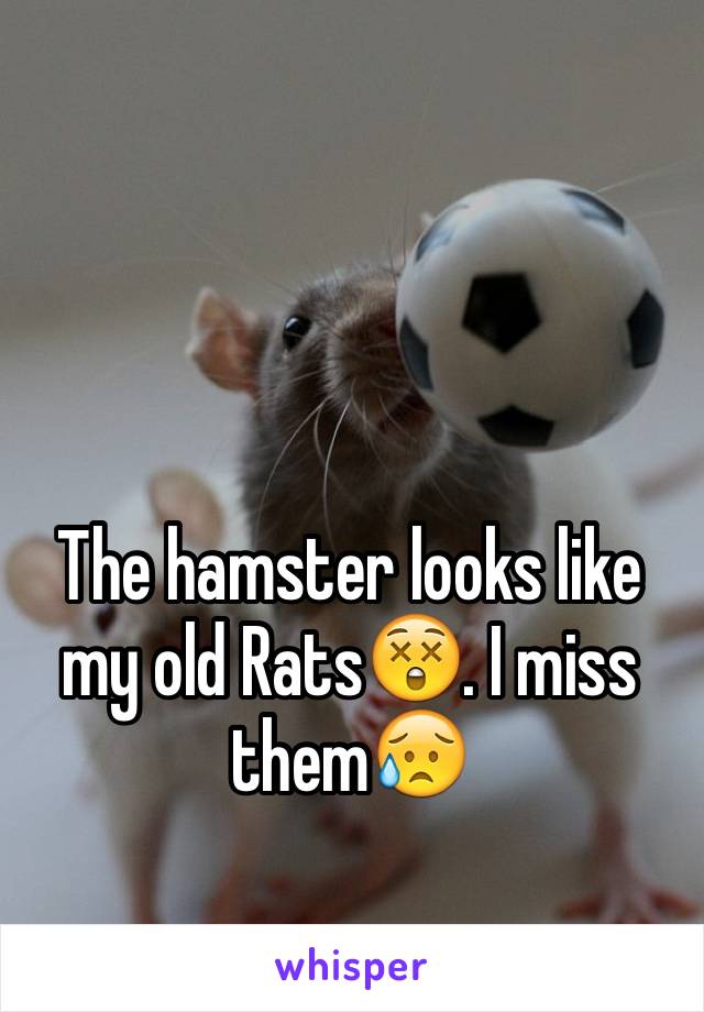 The hamster looks like my old Rats😲. I miss them😥