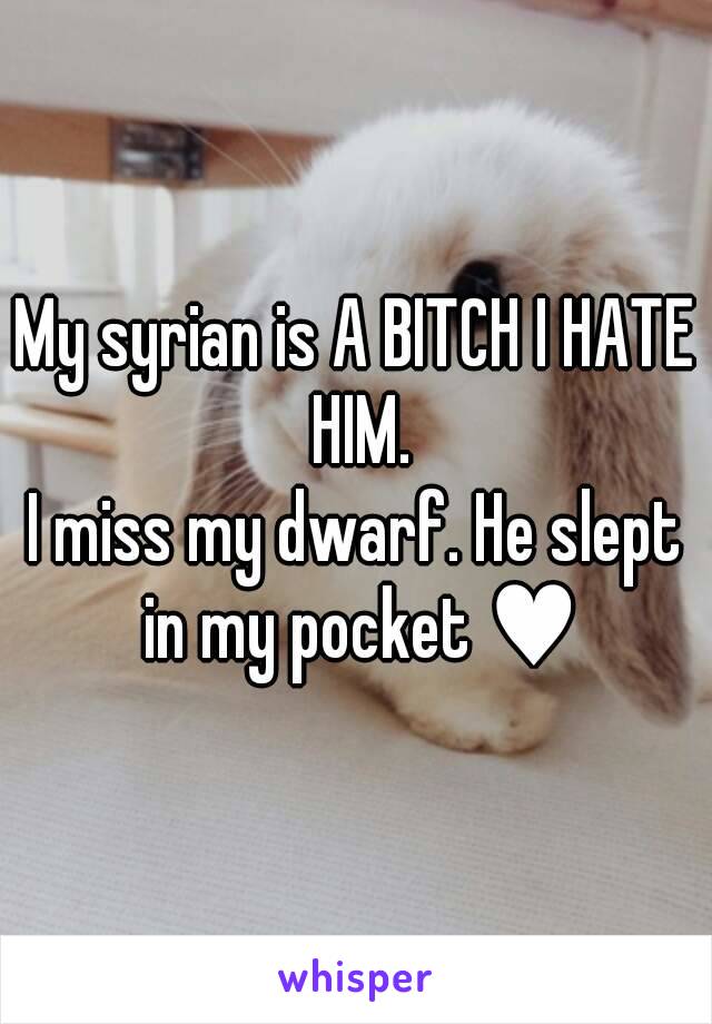 My syrian is A BITCH I HATE HIM.
I miss my dwarf. He slept in my pocket ♥