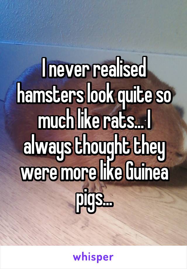 I never realised hamsters look quite so much like rats... I always thought they were more like Guinea pigs...