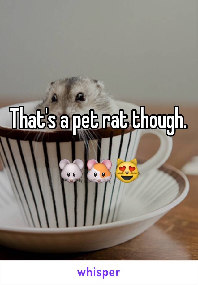 That's a pet rat though. 

🐭🐹😻