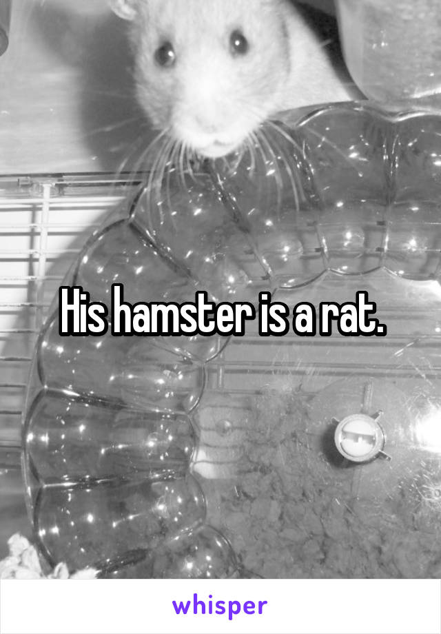 His hamster is a rat.