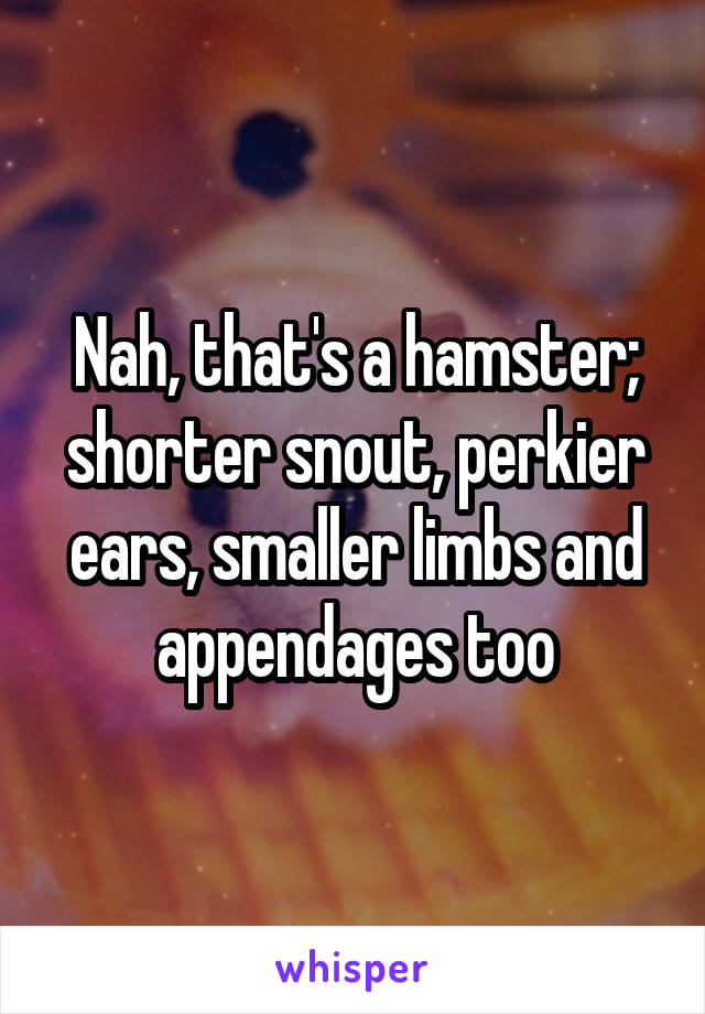 Nah, that's a hamster; shorter snout, perkier ears, smaller limbs and appendages too