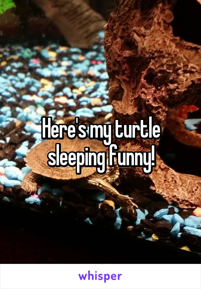 Here's my turtle sleeping funny!