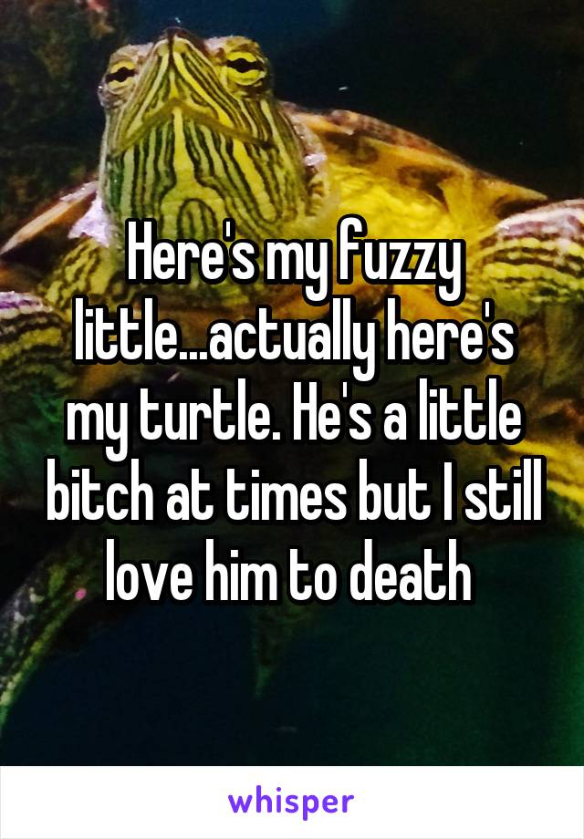 Here's my fuzzy little...actually here's my turtle. He's a little bitch at times but I still love him to death 