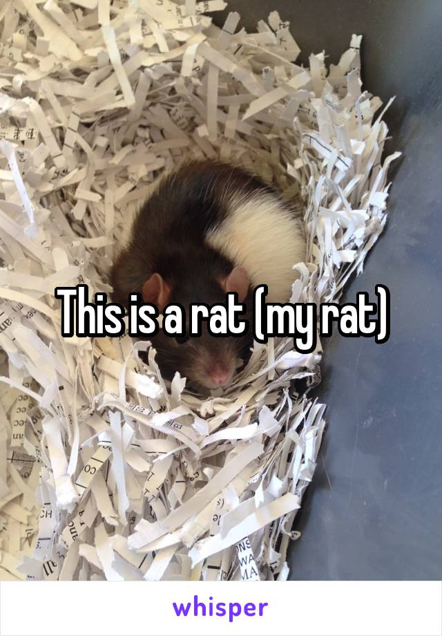 This is a rat (my rat)