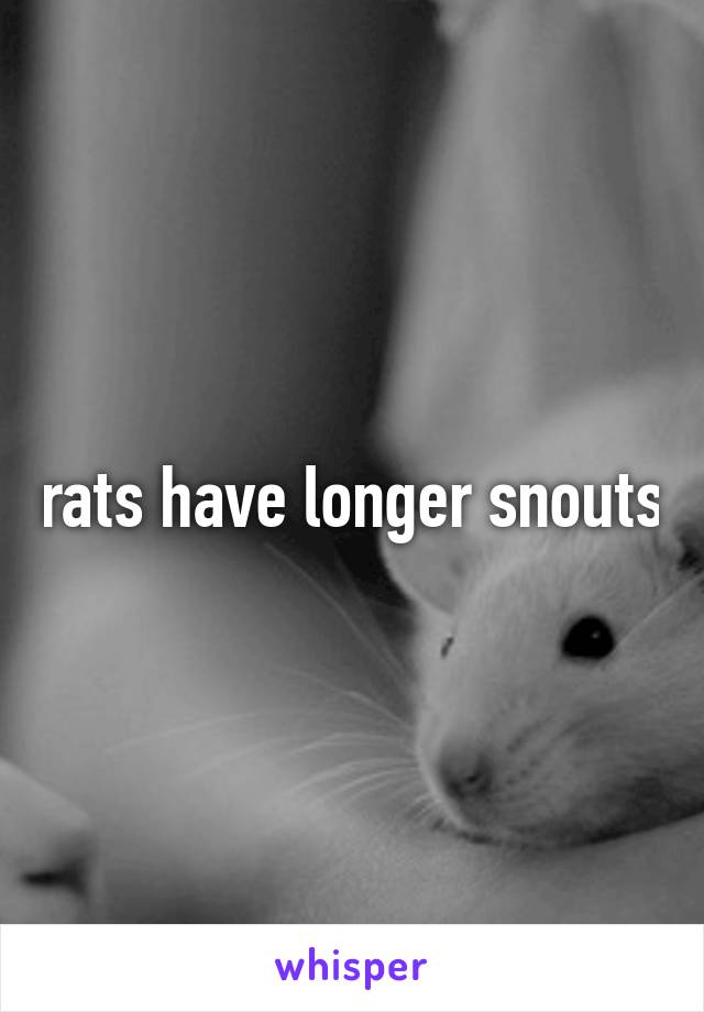 rats have longer snouts