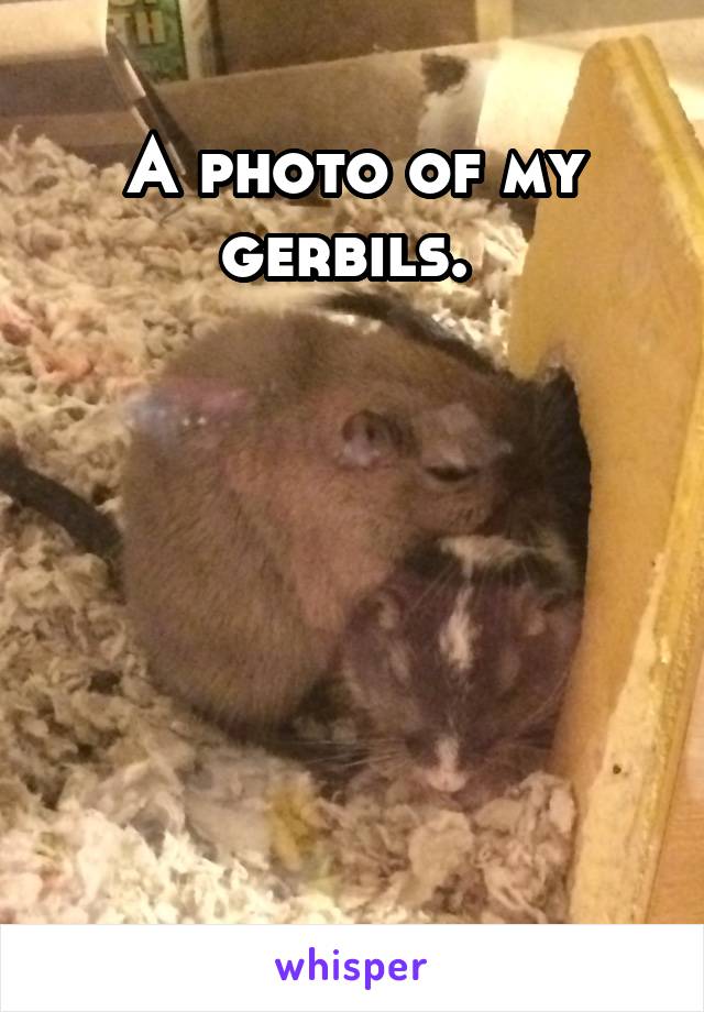 A photo of my gerbils. 






