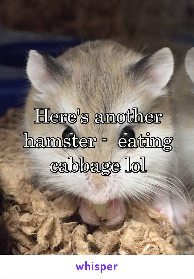 Here's another hamster -  eating cabbage lol