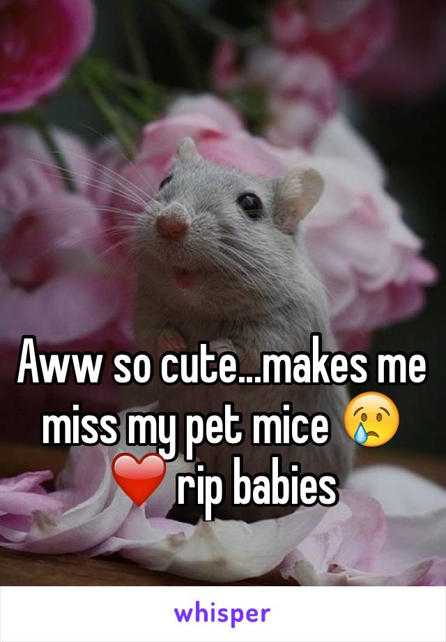 Aww so cute...makes me miss my pet mice 😢❤️ rip babies