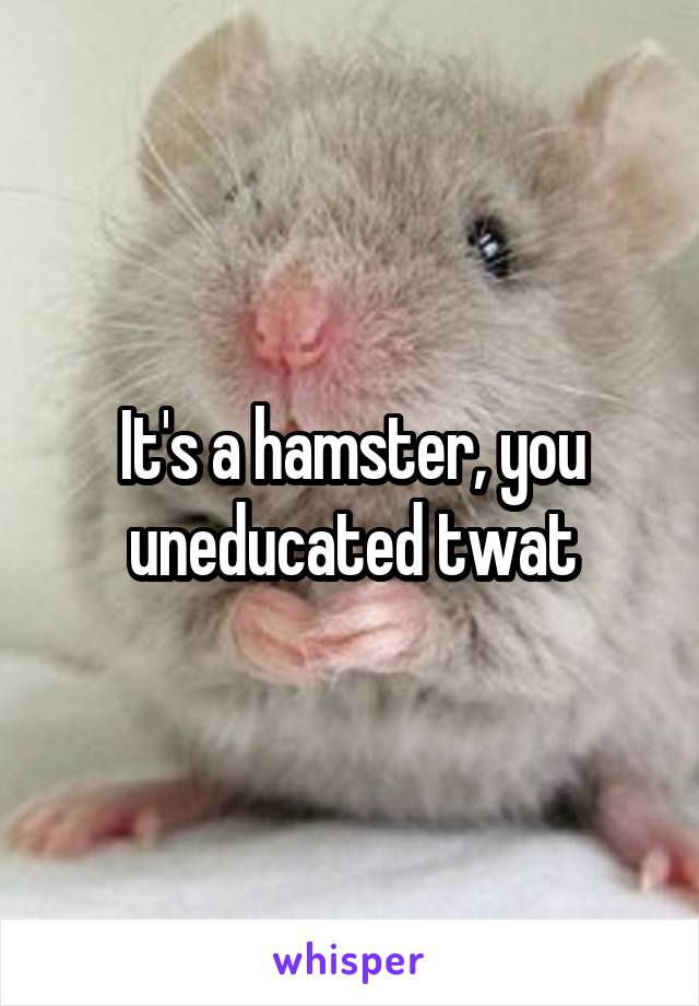 It's a hamster, you uneducated twat