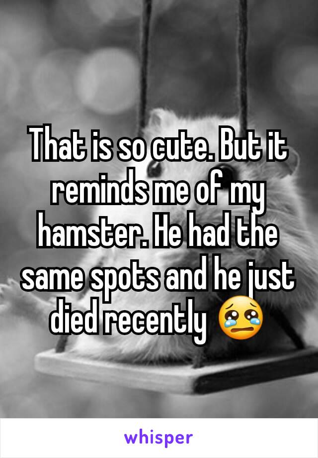 That is so cute. But it reminds me of my hamster. He had the same spots and he just died recently 😢