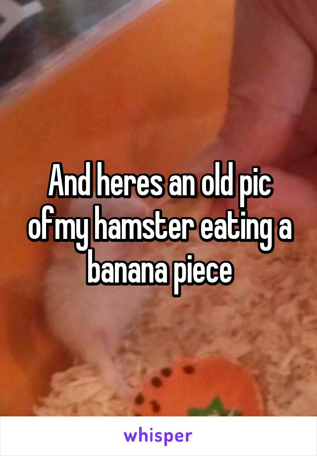 And heres an old pic ofmy hamster eating a banana piece