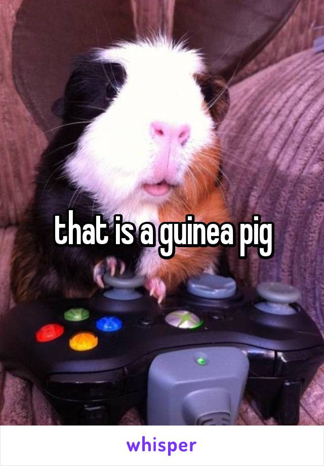 that is a guinea pig