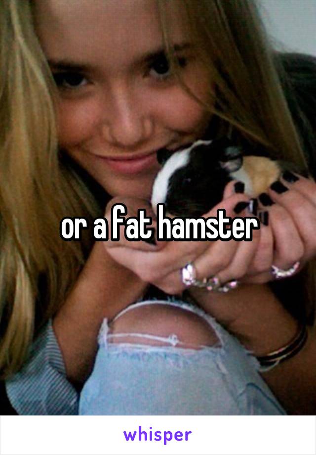 or a fat hamster