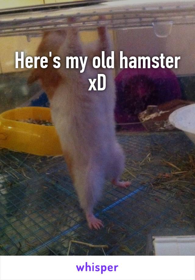 Here's my old hamster xD





