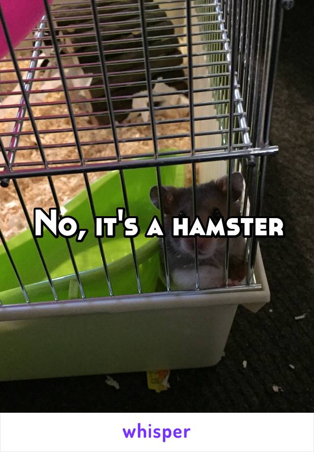 No, it's a hamster