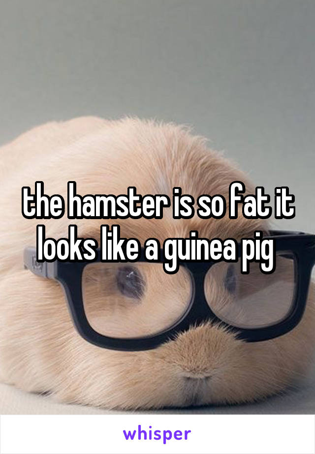the hamster is so fat it looks like a guinea pig 