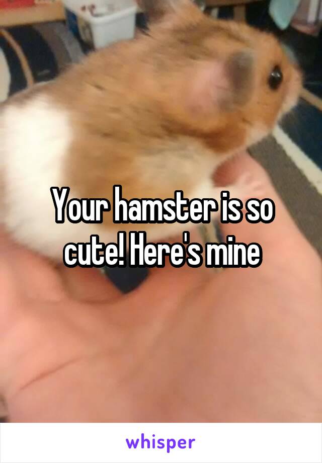 Your hamster is so cute! Here's mine