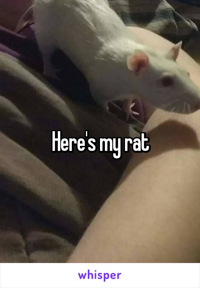 Here's my rat