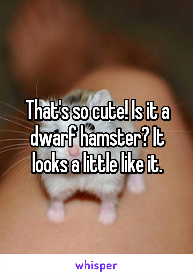 That's so cute! Is it a dwarf hamster? It looks a little like it.