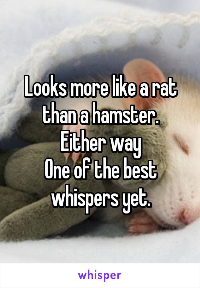 Looks more like a rat than a hamster.
Either way
One of the best whispers yet.