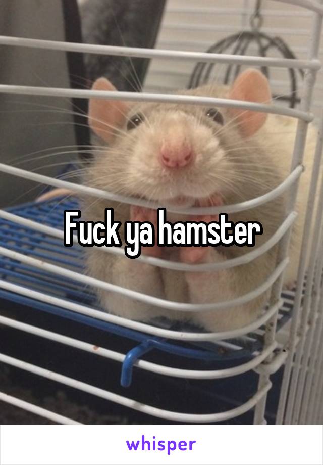 Fuck ya hamster