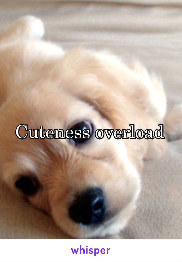 Cuteness overload 