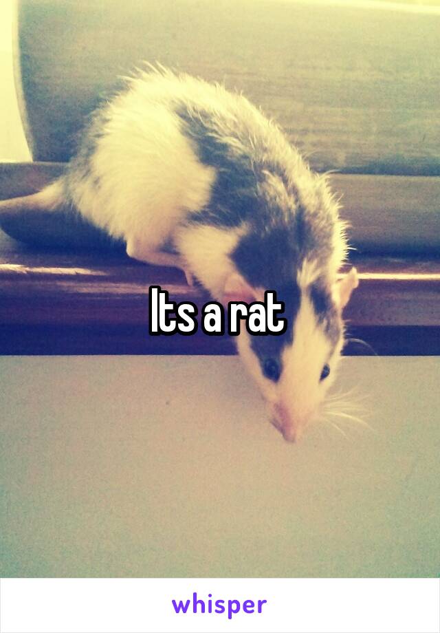 Its a rat 