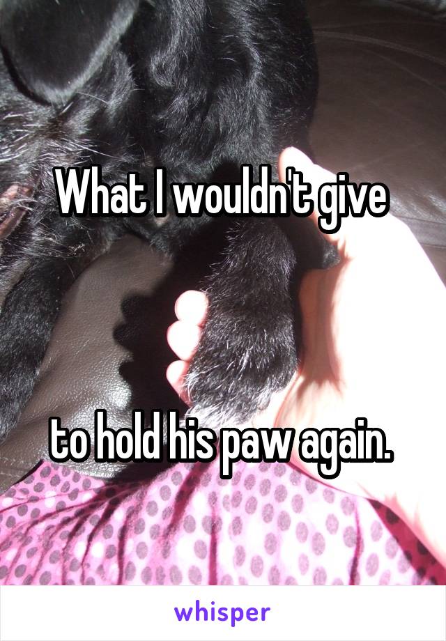What I wouldn't give 



to hold his paw again. 
