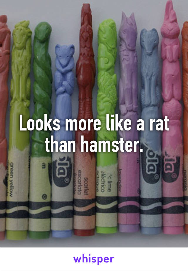 Looks more like a rat than hamster.