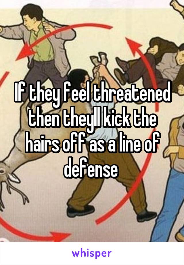 If they feel threatened then theyll kick the hairs off as a line of defense 