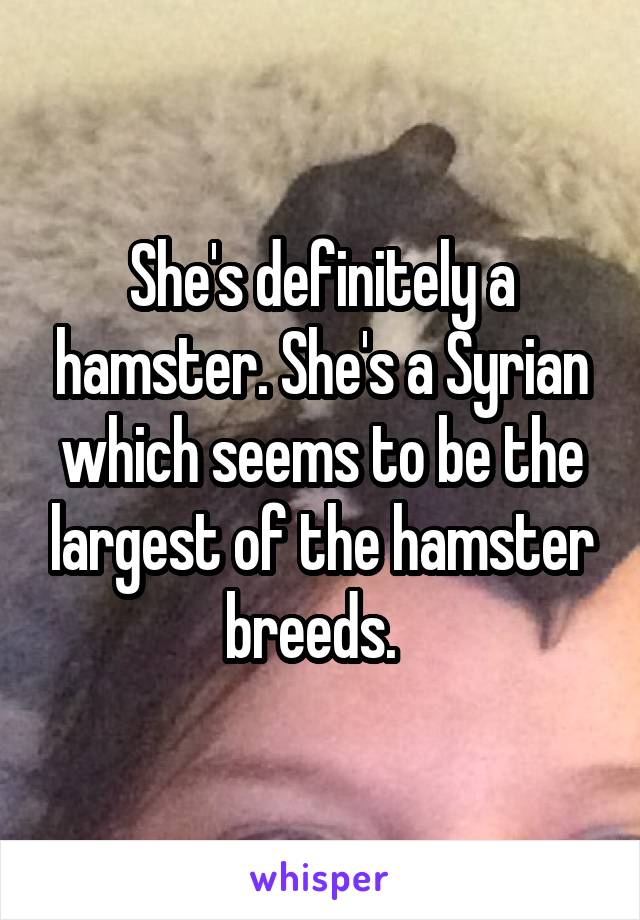 She's definitely a hamster. She's a Syrian which seems to be the largest of the hamster breeds.  