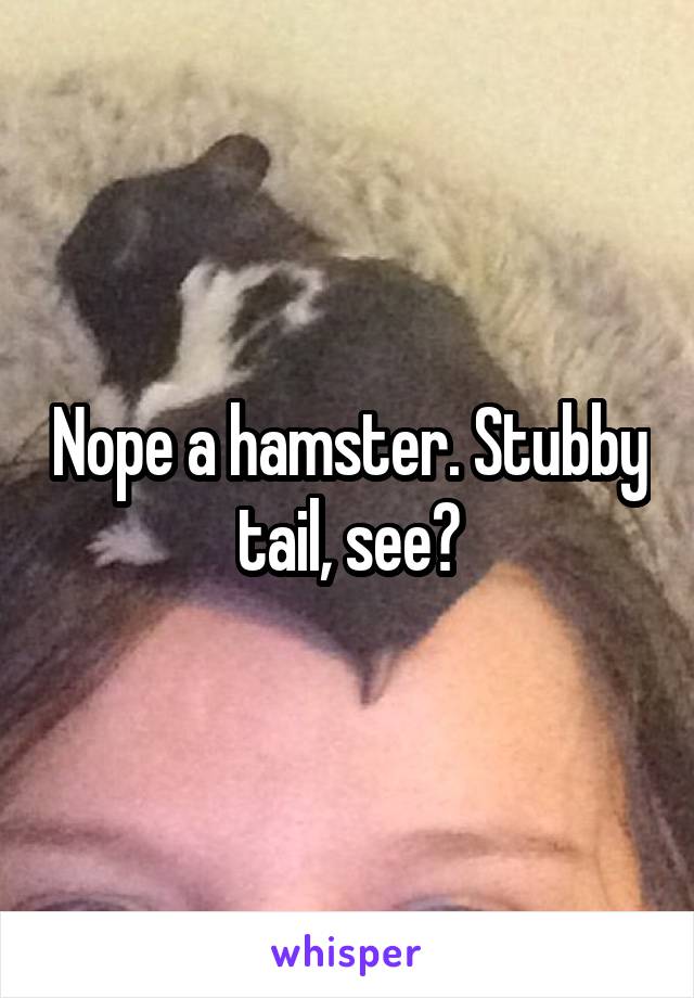 Nope a hamster. Stubby tail, see?
