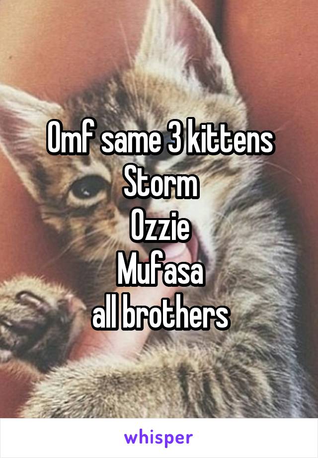 Omf same 3 kittens
Storm
Ozzie
Mufasa
all brothers