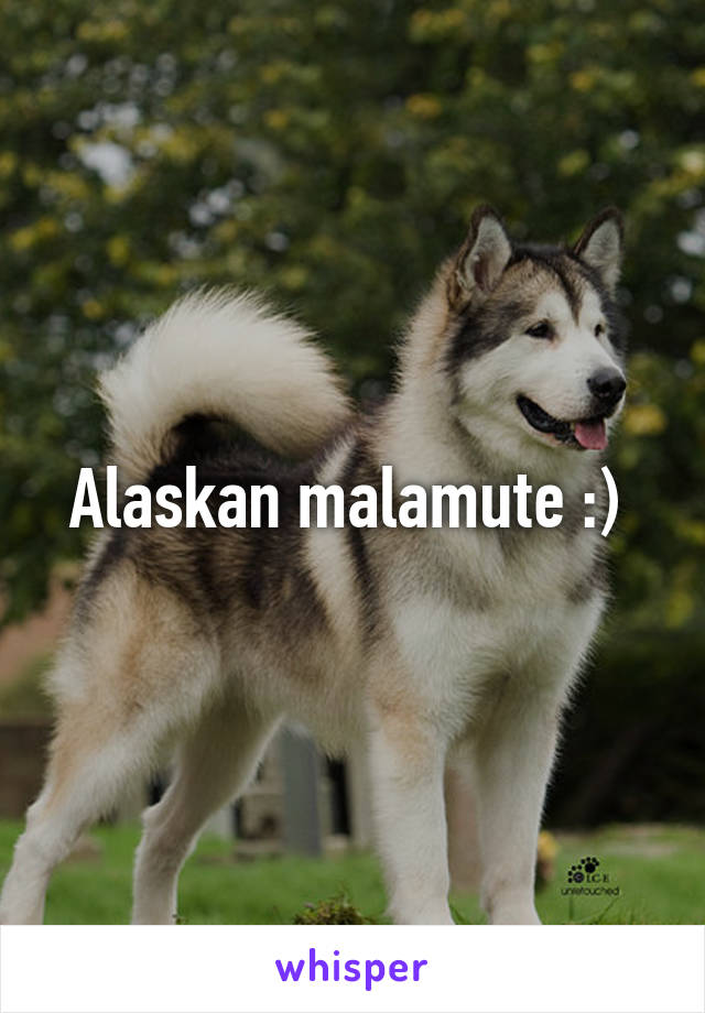 Alaskan malamute :) 