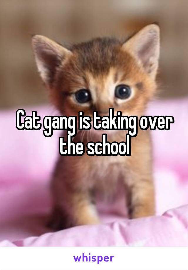Cat gang is taking over the school