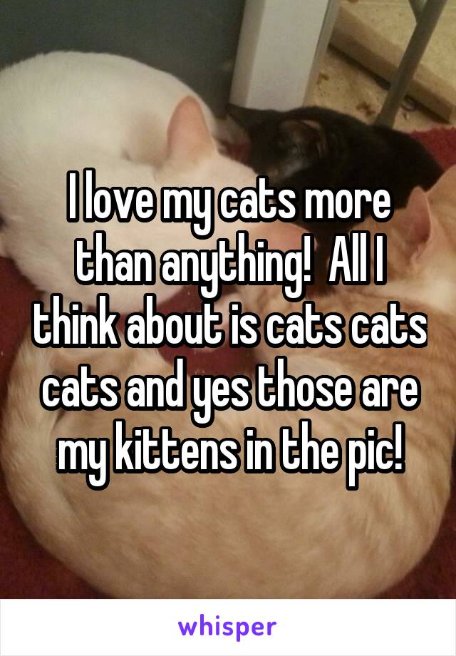 I love my cats more than anything!  All I think about is cats cats cats and yes those are my kittens in the pic!