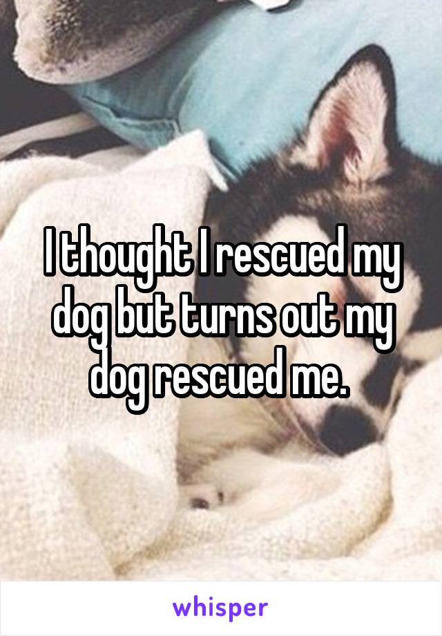 I thought I rescued my dog but turns out my dog rescued me. 